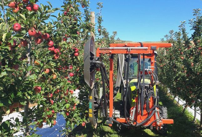 Дефоліація: чому надмірне видалення листя шкодить якості яблук 2 Дефоліація – не завжди добре для якості яблук