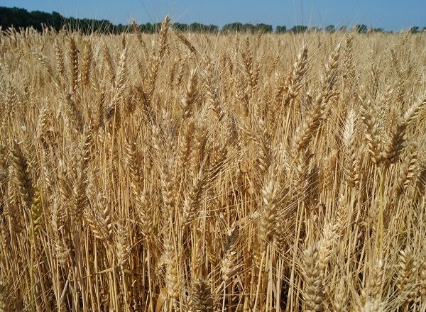 Черкащина: господарство визначило найприбутковіші культури