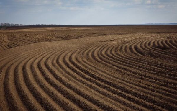 Збір ранніх зернових культур 2026 року на Івано-Франківщині закінчено, середня врожайність сягнула 5,64 тонни з гектара — SuperAgronom.com 3