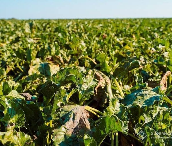 Німеччина: найгірший цьогорічний врожай цукрових буряків — SuperAgronom.com