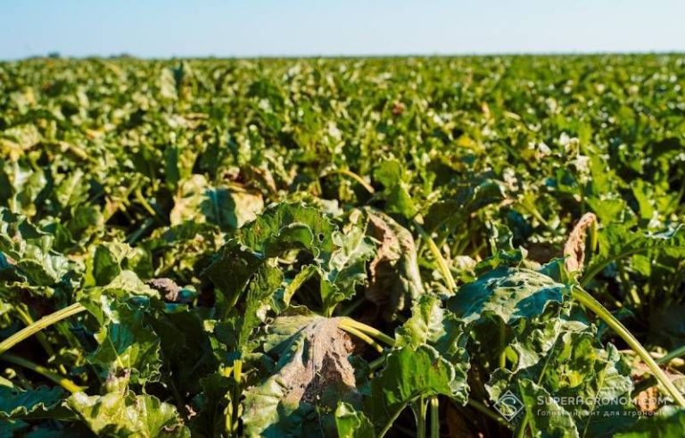 Німеччина: найгірший цьогорічний врожай цукрових буряків — SuperAgronom.com 2