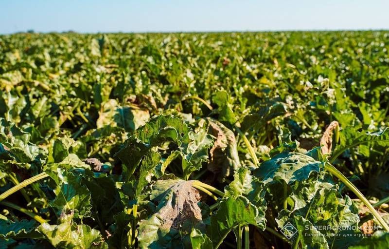 Germany's sugar beet harvest to be worst since 1990