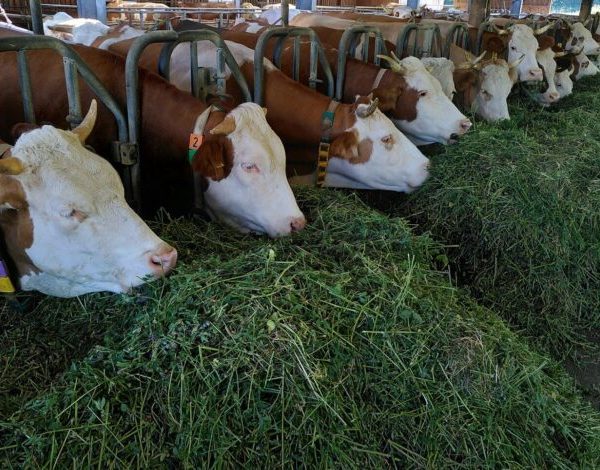 ЄС посилює контроль імпорту продукції тваринного походження: як це вплине&hellip;