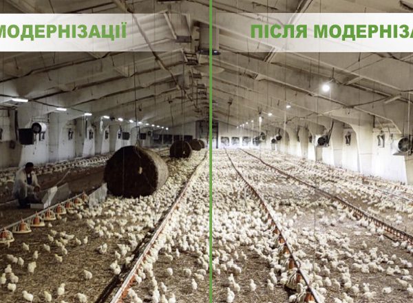 Висока якість зерна – запорука успіху в умовах невизначеності