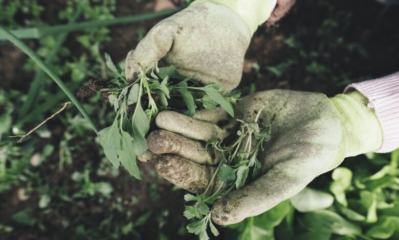 gardening, agriculture, grass, plant, field, farm, nature, farmer, harvest, weed, hands, work gloves, gloves, garden, care, outdoors
