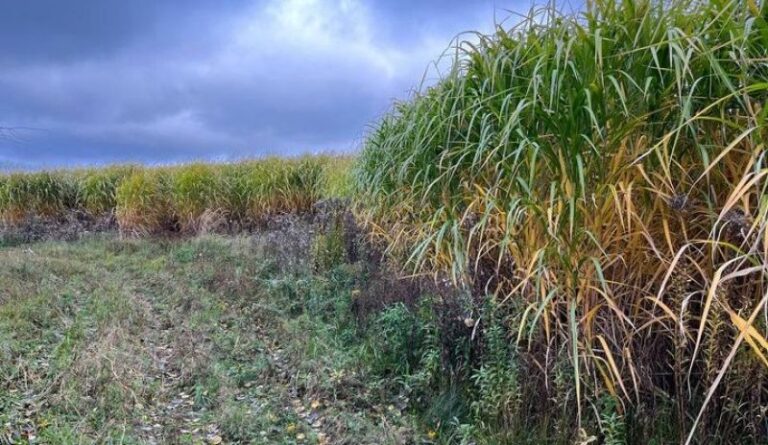 На Житомирщині на піщаних ґрунтах вирощують понад 200 га міскантусу, який відновлює ґрунт і дає до 20 т/га врожаю — SuperAgronom.com 18 На Житомирщині на піщаних ґрунтах вирощують понад 200 га міскантусу, який відновлює ґрунт і дає до 20 т/га врожаю — SuperAgronom.com 10