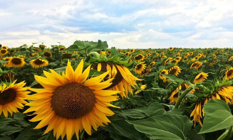 Уряд пом’якшив умови кредитів "5-7-9%" для аграріїв 2 sunflower field under blue sky during daytime