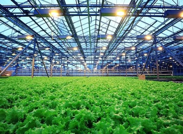 500 тепличників для агросектору підготують до середини 2029 року