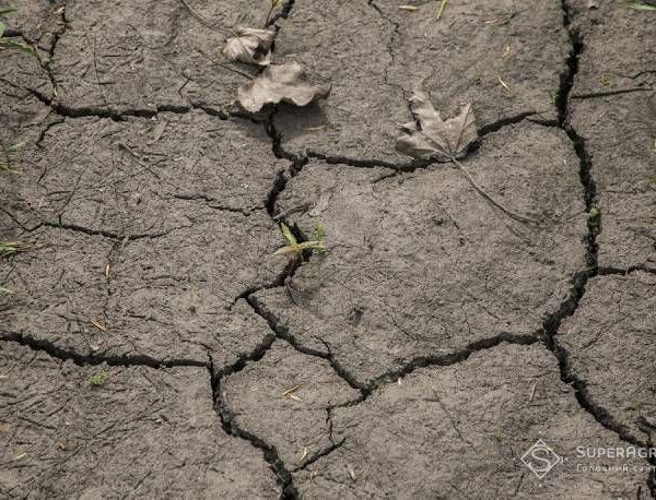 Ґрунтова посуха триватиме до кінця серпня: прогноз SuperAgronom.com