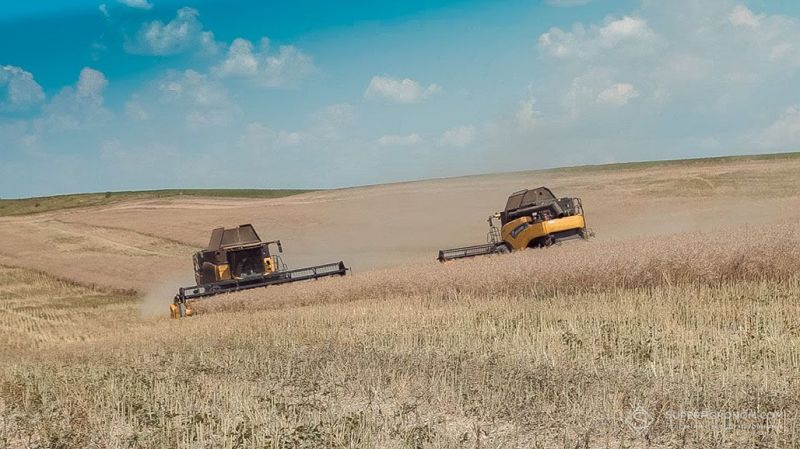 Ріпак в Україні відновив зростання цін 3 Збирання ріпаку