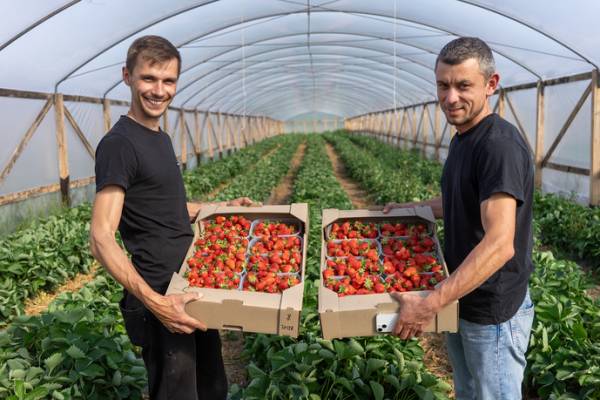 Ягідники нарощують площі під новими плантаціями 4 Ягідники нарощують площі під новими плантаціями 4
