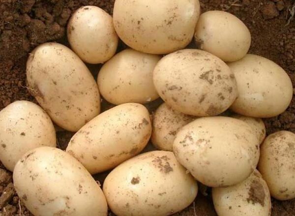 Європа зменшує площі під насіннєвою картоплею на 1,6%