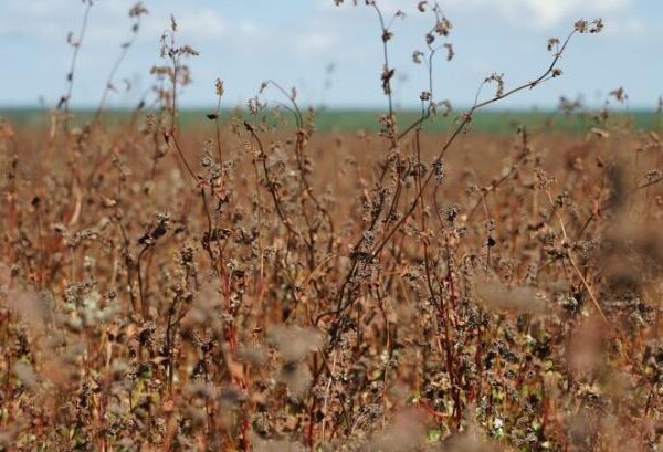Збір гречки в Україні: обмолочено перші 650 гектарів