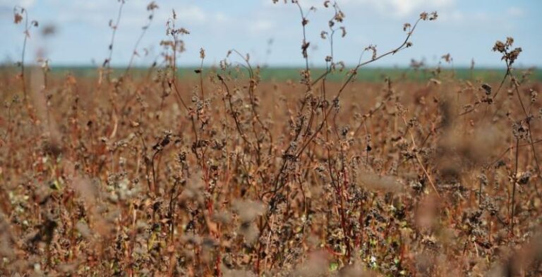 Збір гречки в Україні: обмолочено перші 650 гектарів 7