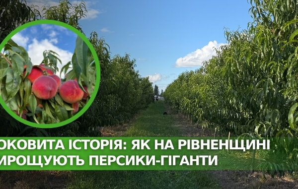 Рівненщина: як вирощують персики-гіганти