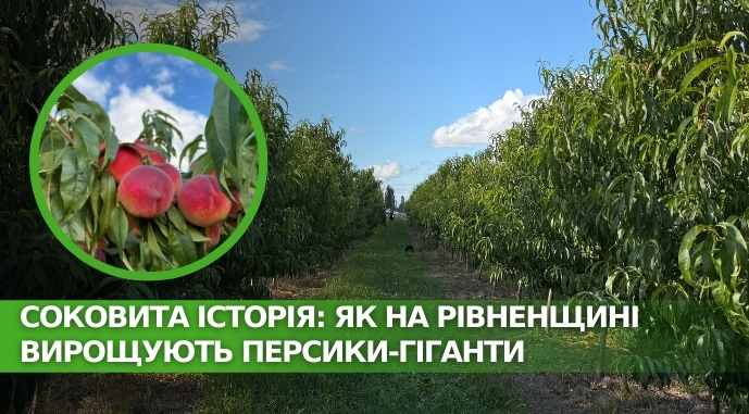 Рівненщина: як вирощують персики-гіганти 2 Рівненщина: як вирощують персики-гіганти
