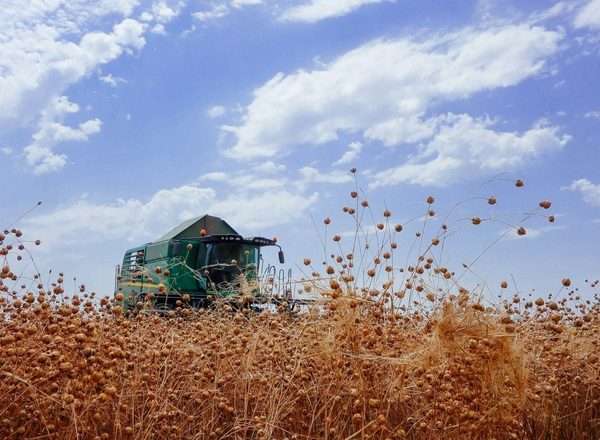 Tekom Agro Group розпочала збір першого урожаю льону