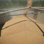 Уряд перегляне умови експорту зерна