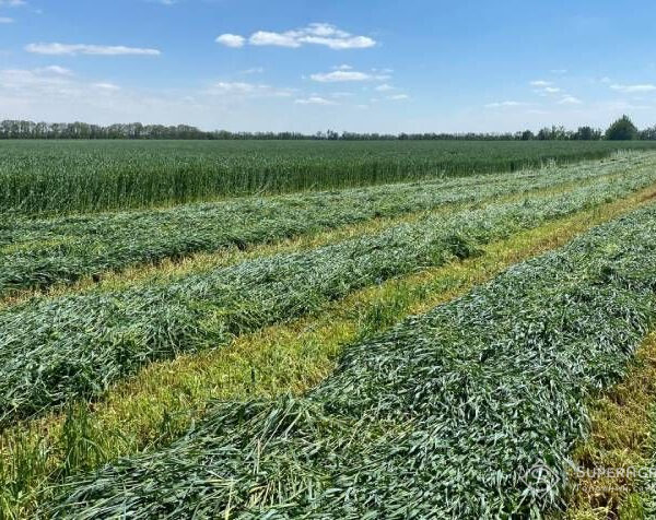 Через брак вологи фермери Вінницької області все частіше надають перевагу силосному житу — SuperAgronom.com