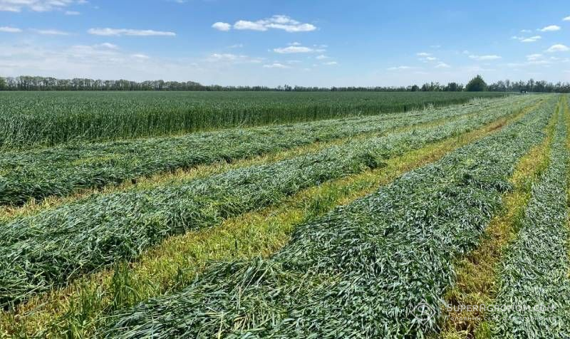 Попит на силосні гібриди кукурудзи зростає після посушливих сезонів