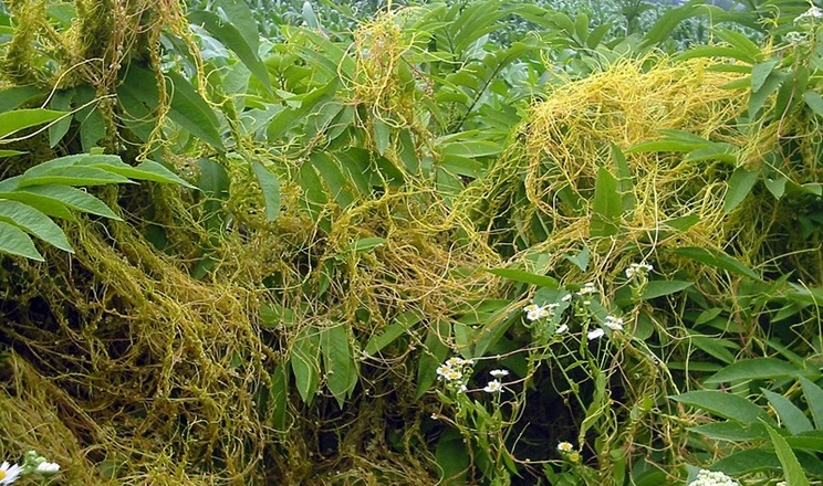 На Запоріжжі запровадили карантин через виявлене вогнище повитиці