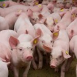 Українське свинарство втратило чверть поголів’я та 15% виробничих майданчиків