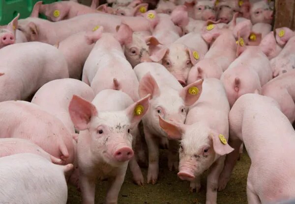 Українське свинарство втратило чверть поголів’я та 15% виробничих майданчиків