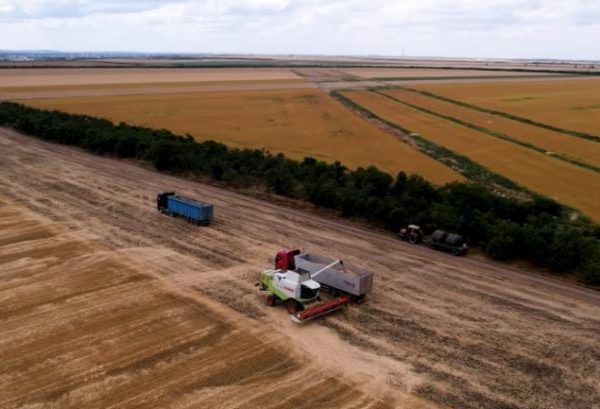 Рекордні врожаї кукурудзи: 8 тонн з гектара на Вінниччині