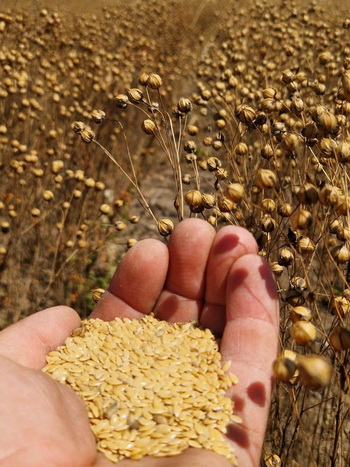 Tekom Agro Group зібрала перший урожай льону