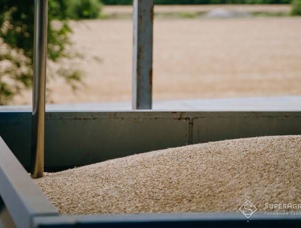 Вартість зернових в Україні падає: за скільки купують пшеницю, кукурудзу, соняшник, сою та ріпак — SuperAgronom.com