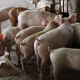 ХІІ сесія International School of Feed: продуктивне кормовиробництво під прицілом 23