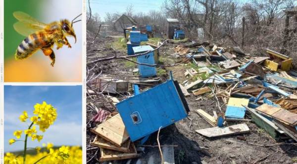 Бджільництво в умовах війни: як галузь зберегла продуктивність та готується до ЄС 5