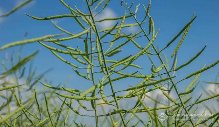 Ріпак у сівозміні кукурудзи та сої підвищив урожайність на 18% 1