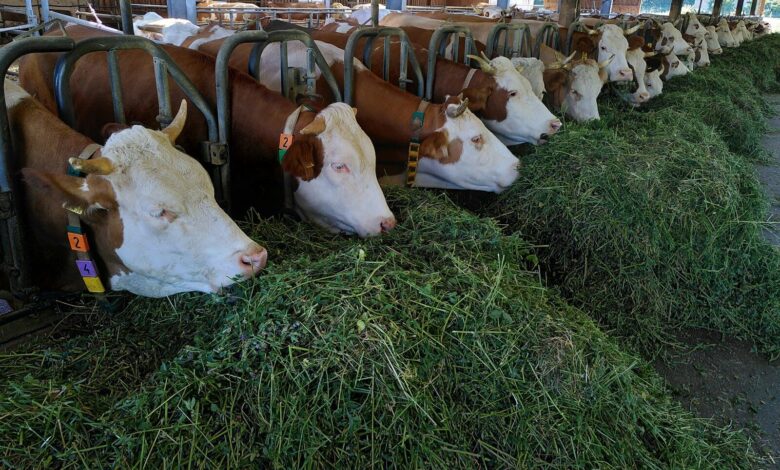 ЄС запроваджує нові правила імпорту продукції тваринного походження: чого очікувати українським експортерам 2 white and brown cow on green grass during daytime