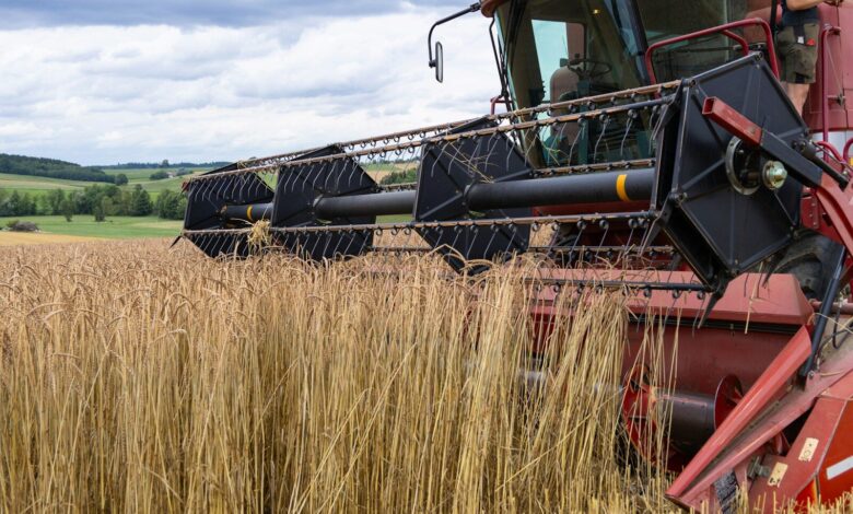 Червоний комбайн на полі пшениці