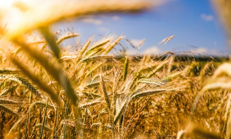 brown wheat field