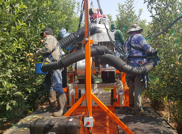 Bandit Cyclone: нова вакуумна система для збору яблук у США