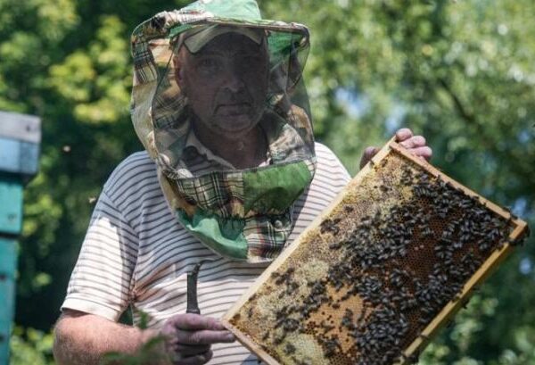 Близькість до кордону не лякає пасічника із Сумщини, він переконаний, що регіон добре підходить для бджільництва — КУРКУЛЬ