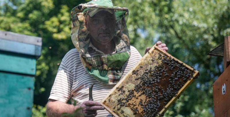 На Сумщині пасічники розраховують на вдалий медозбір На Сумщині пасічники розраховують на вдалий медозбір