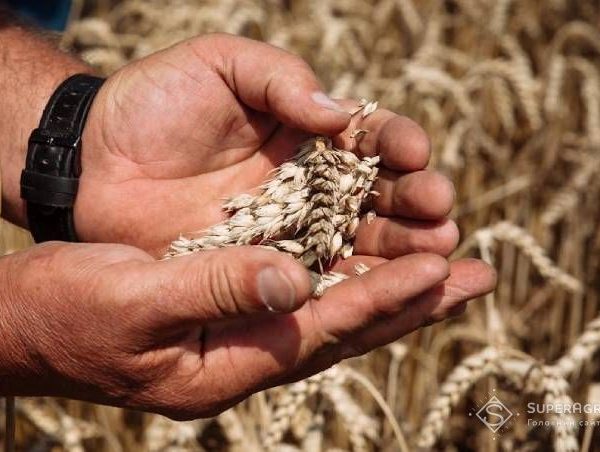 Жнива ранніх зернових на Миколаївщині: урожай є, ціна падає