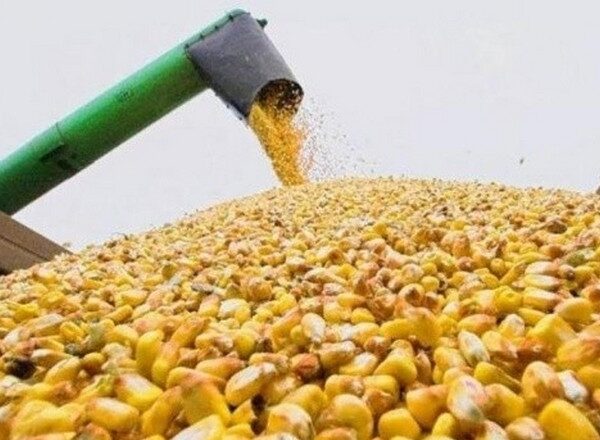FAS USDA зменшив прогноз експорту української кукурудзи на 39%