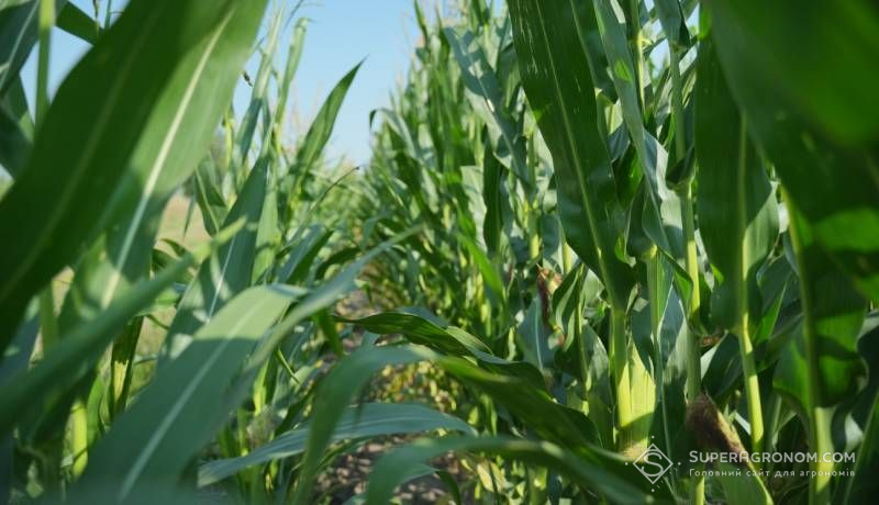 Густоту посіву кукурудзи на силос слід наближати до зернової — порада експерта