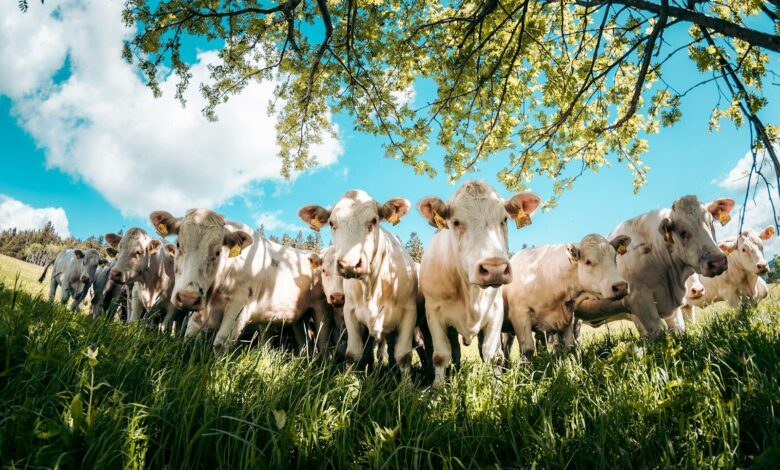 a herd of cows standing next to each other on a lush green field