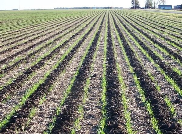 Strip-till у ПСП «Перемога»: 45 літрів пального на гектар