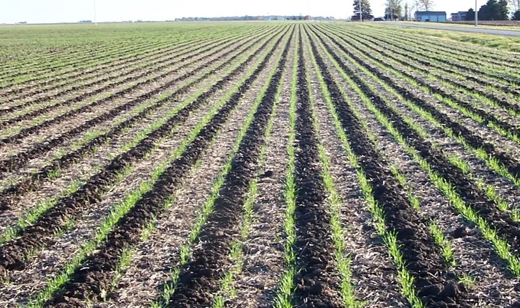 На strip-till у ПСП «Перемога» витрачають 40–45 л/га пального