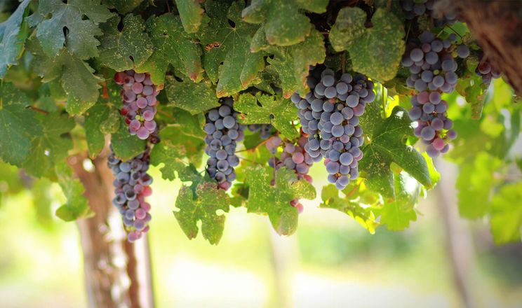 Виноградники: як зменшити ризик сонячних опіків через надмірне відкриття грон 11