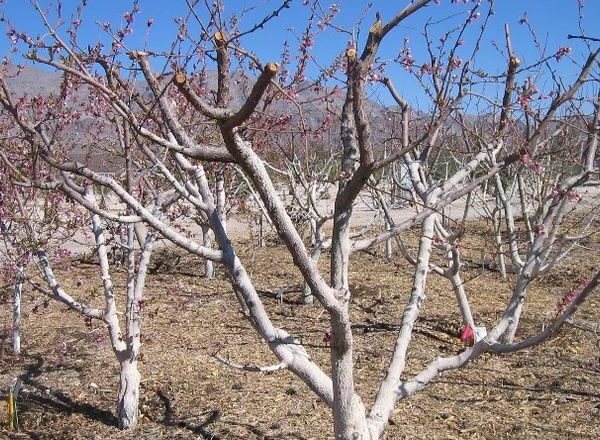 Як мікроклімат ділянки визначає успіх абрикосового саду