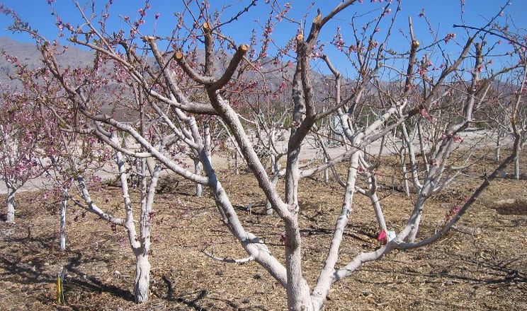 Як мікроклімат ділянки визначає успіх абрикосового саду 2 Мікроклімат ділянки вирішує долю врожаю абрикосів