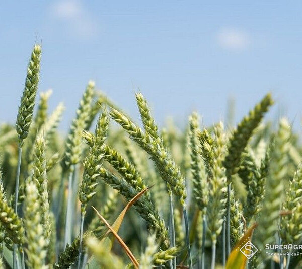 Збитковість озимої пшениці: логістика душить українських аграріїв