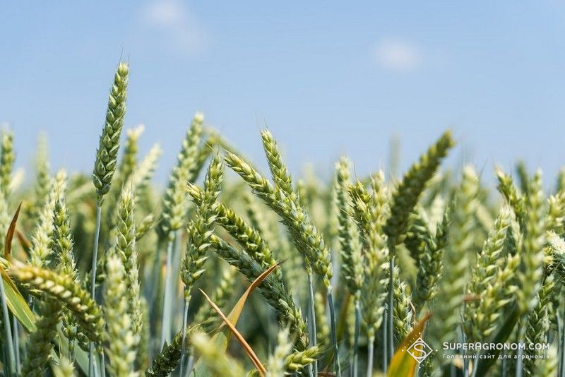 Збитковість озимої пшениці: логістика душить українських аграріїв 2 Під урожай 2027 площі під озимою пшеницею в Україні скоротяться — Висоцький